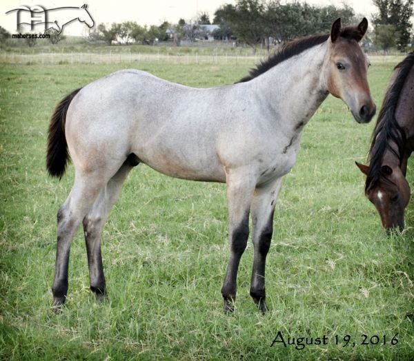 FQHR Lady Blackburn's 2016 Colt